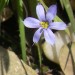Narrowleaf Blue-eyed Grass